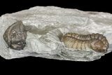 Two Flexicalymene Trilobites In Shale - Mt Orab, Ohio #161682-6